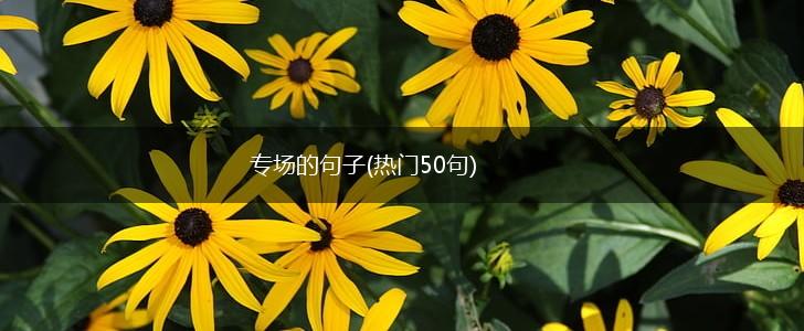专场的句子(热门50句),第1张