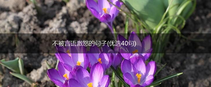 不被言语激怒的句子(优选40句),第1张