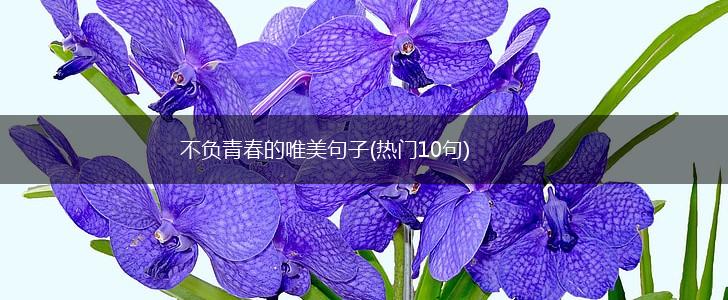 不负青春的唯美句子(热门10句),第1张