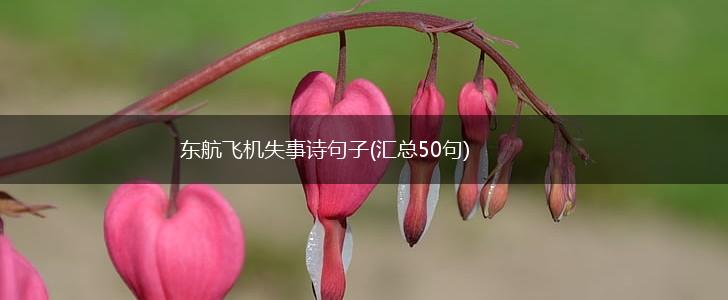 东航飞机失事诗句子(汇总50句),第1张