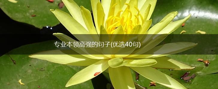 专业本领高强的句子(优选40句),第1张