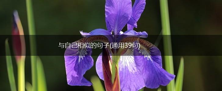 与自己相似的句子(通用39句),第1张