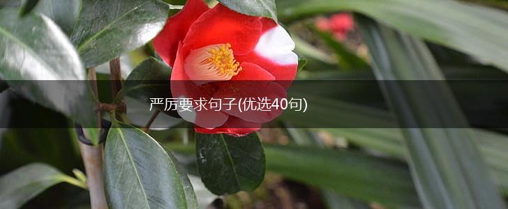 严厉要求句子(优选40句),第1张