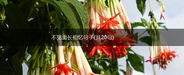 不见面长相忆句子(共20句),第1张