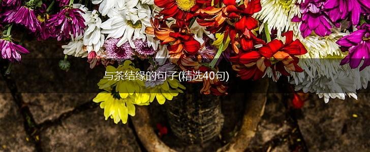 与茶结缘的句子(精选40句),第1张