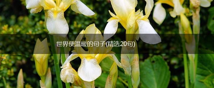 世界便温暖的句子(精选20句),第1张