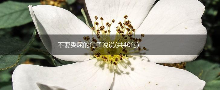 不要委屈的句子说说(共40句),第1张