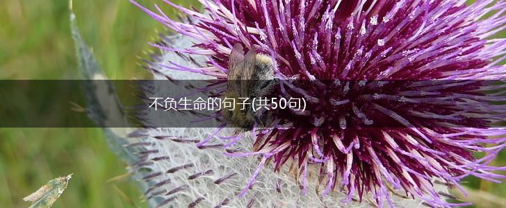 不负生命的句子(共50句),第1张