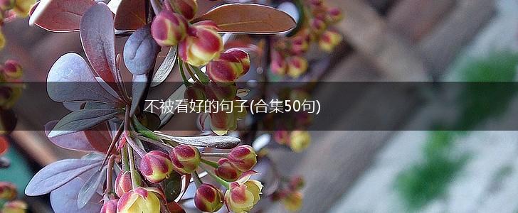 不被看好的句子(合集50句),第1张