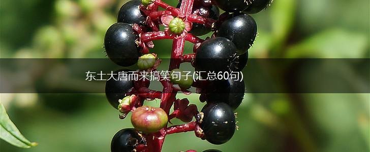 东土大唐而来搞笑句子(汇总60句),第1张