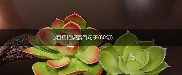 与君初相识霸气句子(60句),第1张