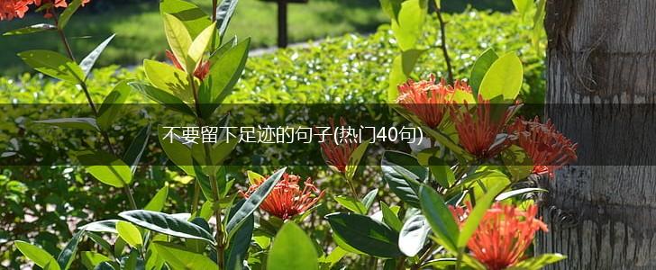 不要留下足迹的句子(热门40句),第1张