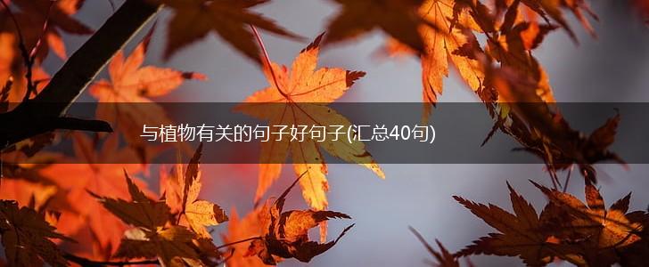 与植物有关的句子好句子(汇总40句),第1张