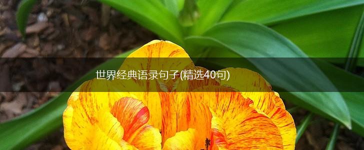 世界经典语录句子(精选40句),第1张