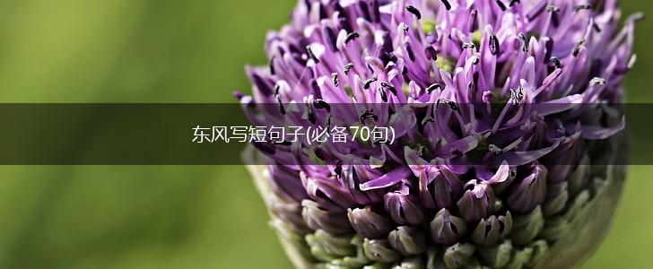 东风写短句子(必备70句),第1张