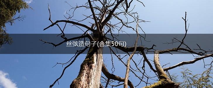 丝弦造句子(合集50句),第1张