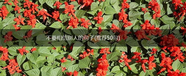 不要相信别人的句子(推荐50句),第1张