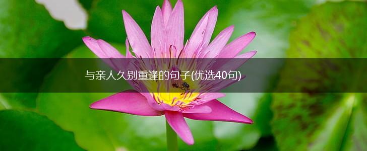 与亲人久别重逢的句子(优选40句),第1张