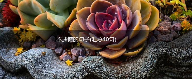 不遗憾的句子(汇总40句),第1张