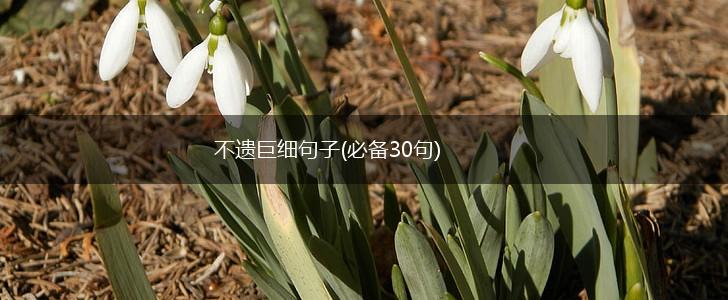 不遗巨细句子(必备30句),第1张