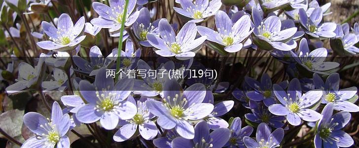 两个着写句子(热门19句),第1张