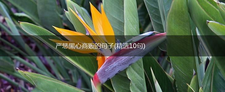 严惩黑心商贩的句子(精选10句),第1张