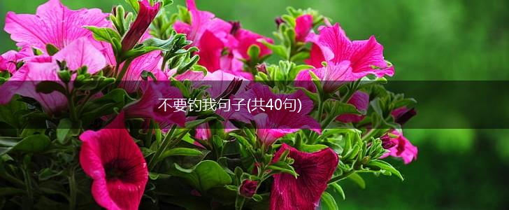不要钓我句子(共40句),第1张