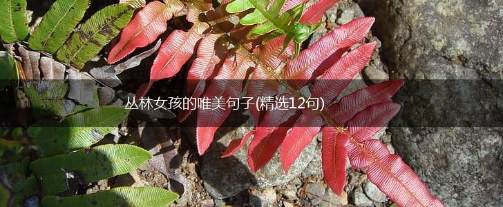 丛林女孩的唯美句子(精选12句),第1张