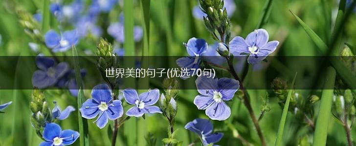 世界美的句子(优选70句),第1张