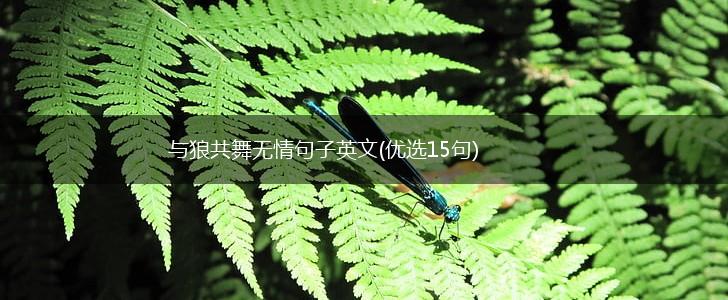 与狼共舞无情句子英文(优选15句),第1张