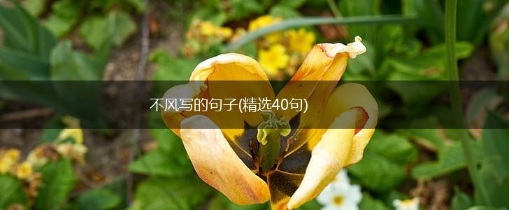不风写的句子(精选40句),第1张