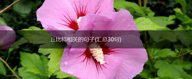 丘比特相关的句子(汇总30句),第1张