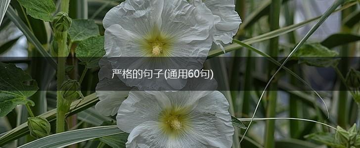 严格的句子(通用60句),第1张