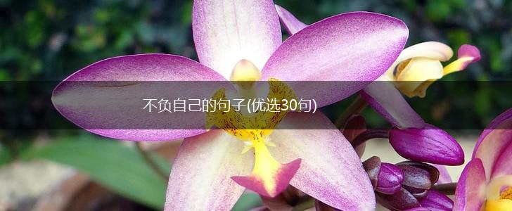 不负自己的句子(优选30句),第1张