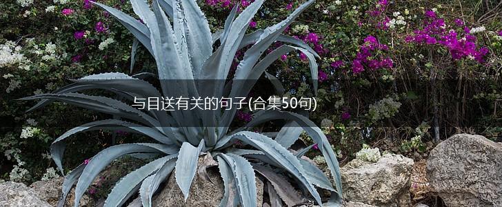 与目送有关的句子(合集50句),第1张