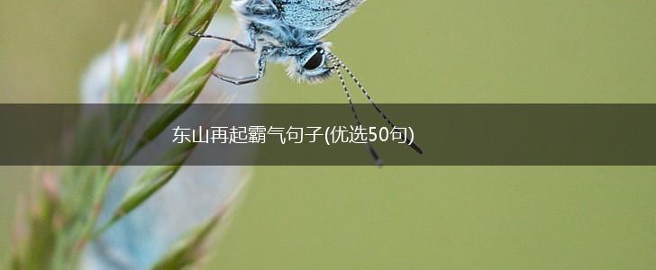 东山再起霸气句子(优选50句),第1张