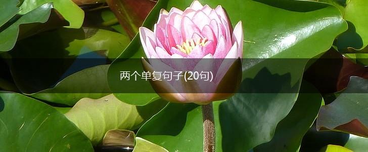 两个单复句子(20句),第1张