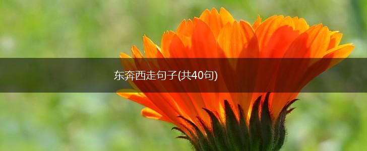东奔西走句子(共40句),第1张