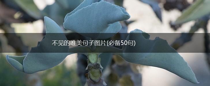 不见的唯美句子图片(必备50句),第1张