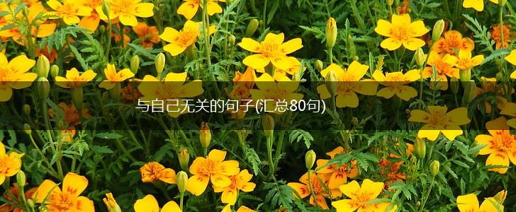 与自己无关的句子(汇总80句),第1张