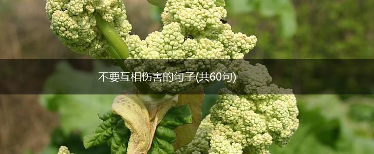 不要互相伤害的句子(共60句),第1张