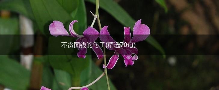 不贪图钱的句子(精选70句),第1张