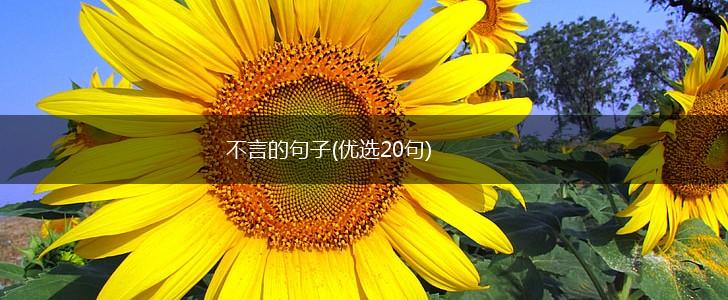 不言的句子(优选20句),第1张