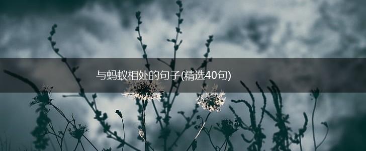与蚂蚁相处的句子(精选40句),第1张