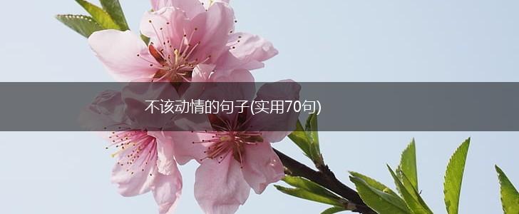 不该动情的句子(实用70句),第1张