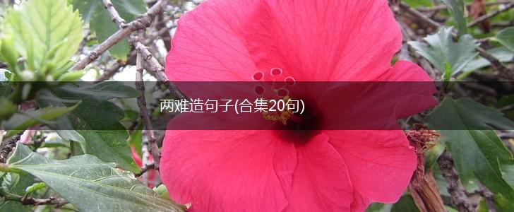 两难造句子(合集20句),第1张