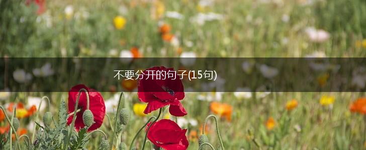 不要分开的句子(15句),第1张