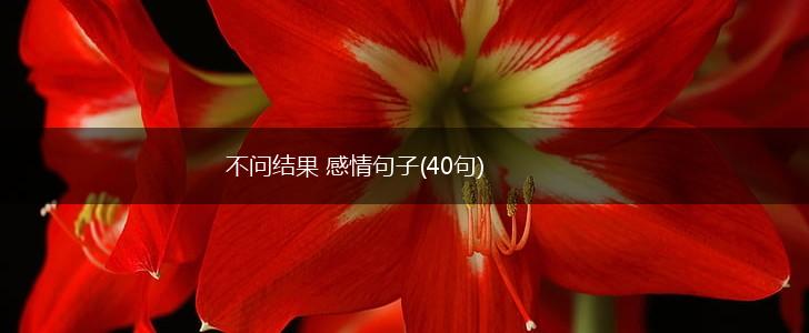 不问结果 感情句子(40句),第1张