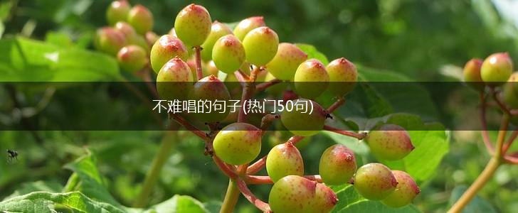 不难唱的句子(热门50句),第1张