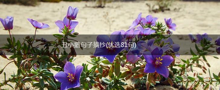丑小鹅句子摘抄(优选81句),第1张